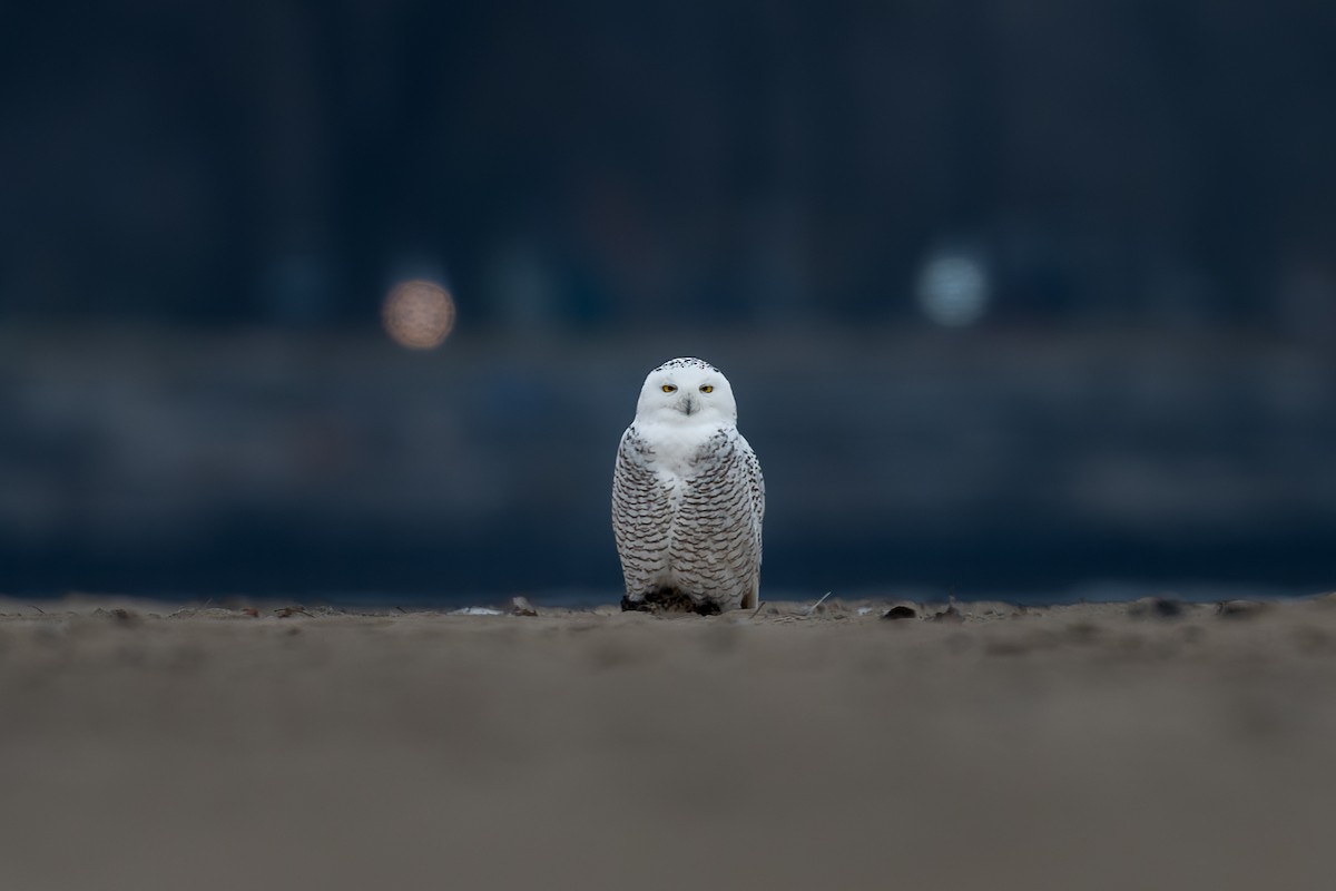 Snowy Owl - ML645550023