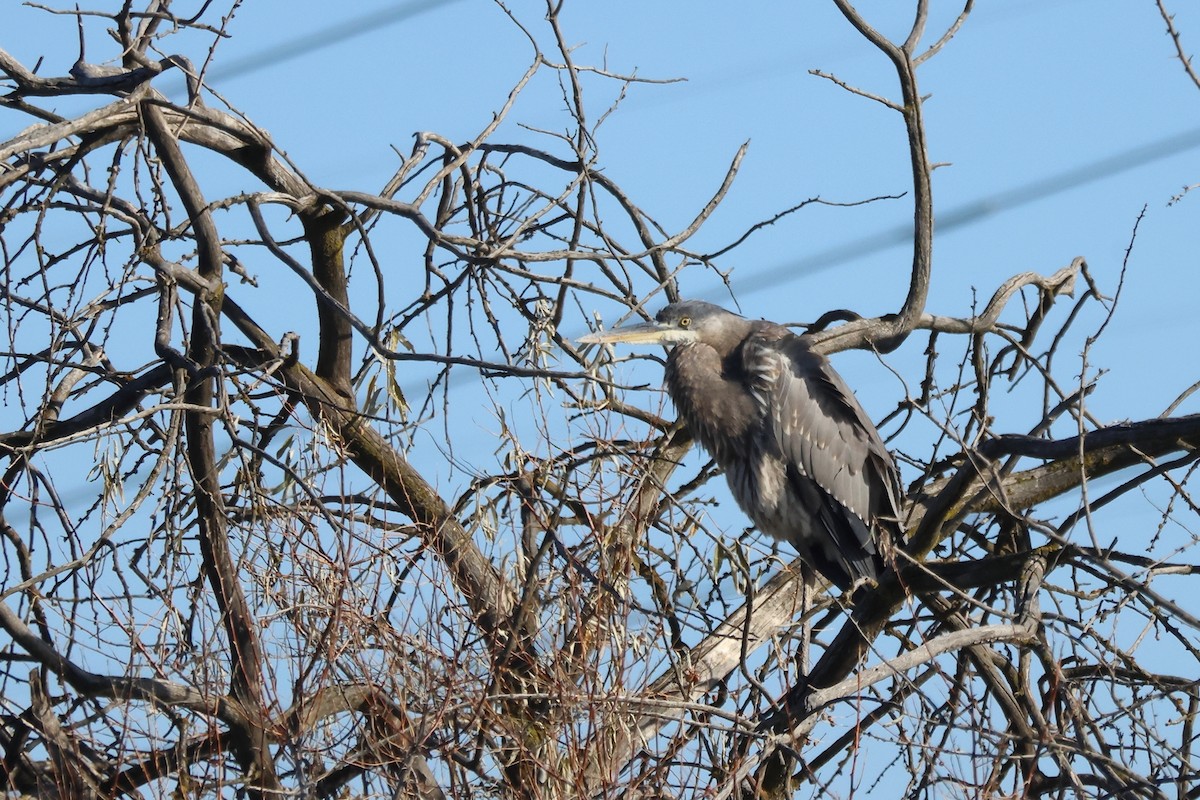 Great Blue Heron - ML645550025