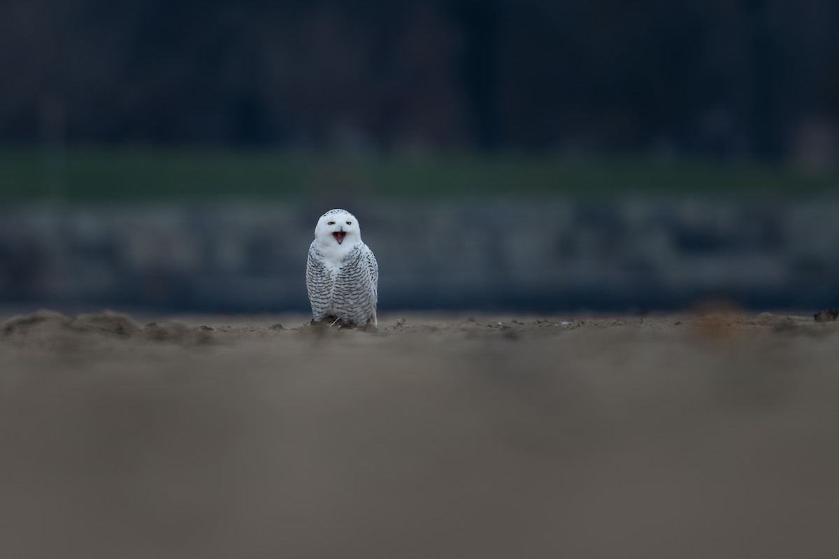 Snowy Owl - ML645550026