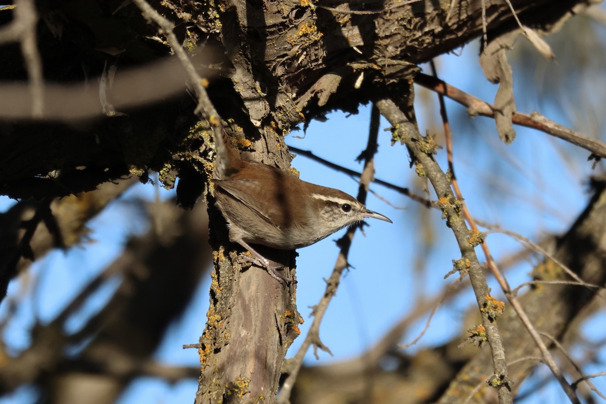Bewick's Wren - ML645550035