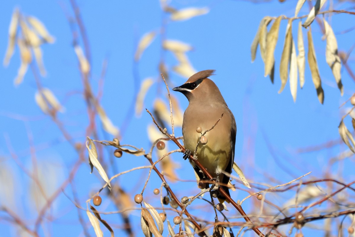 Cedar Waxwing - ML645550054