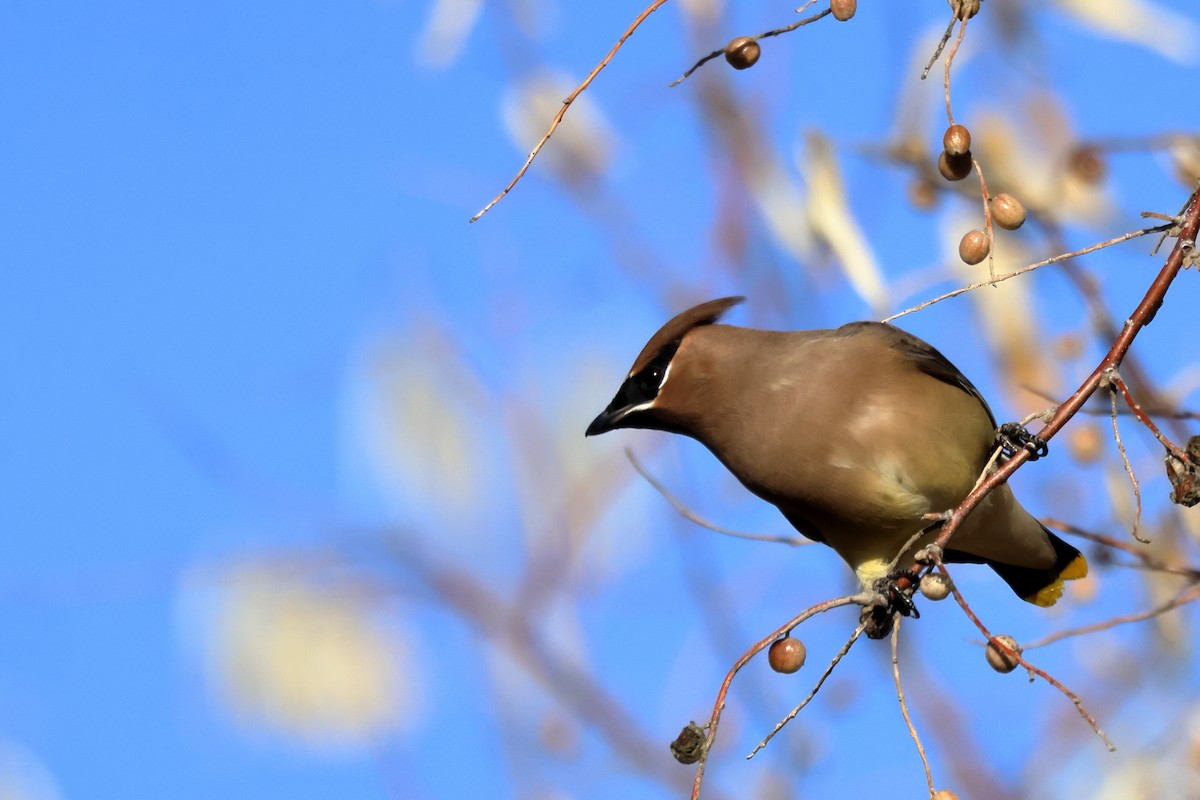 Cedar Waxwing - ML645550055