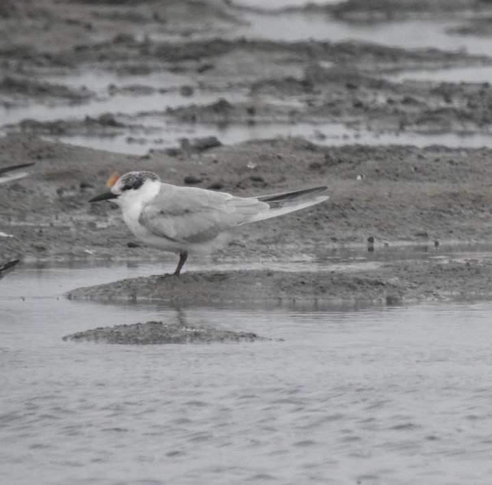 Whiskered Tern - ML645550060