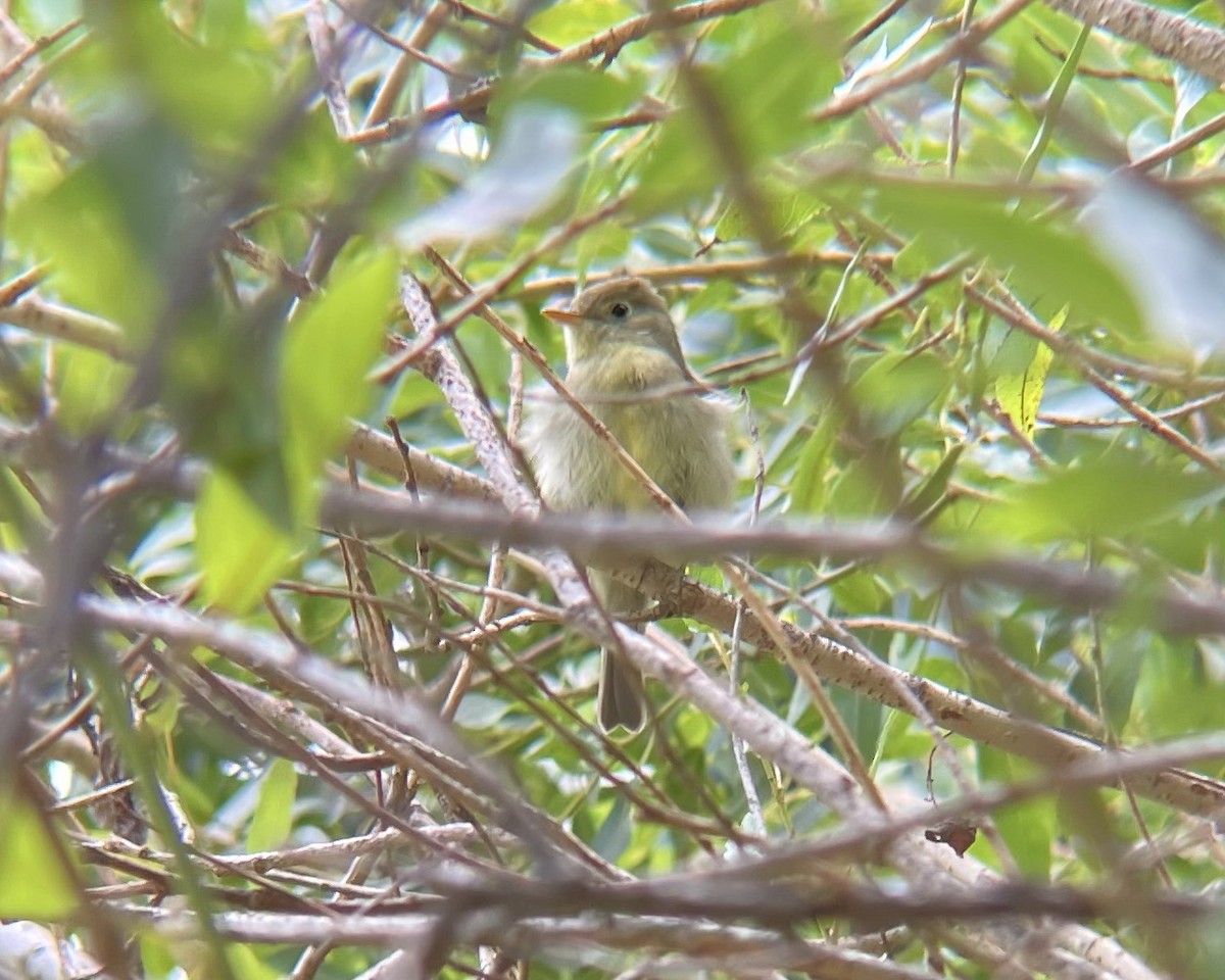 Yellow-bellied Flycatcher - ML645550071