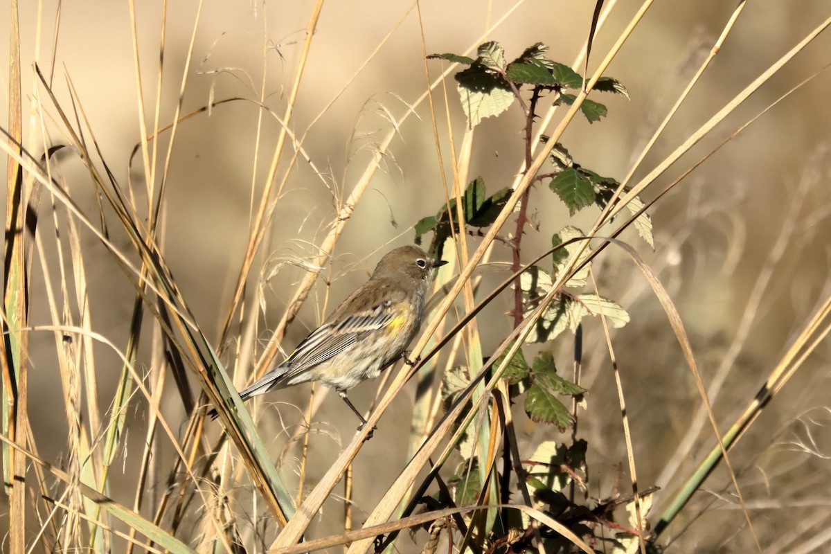 Yellow-rumped Warbler - ML645550074
