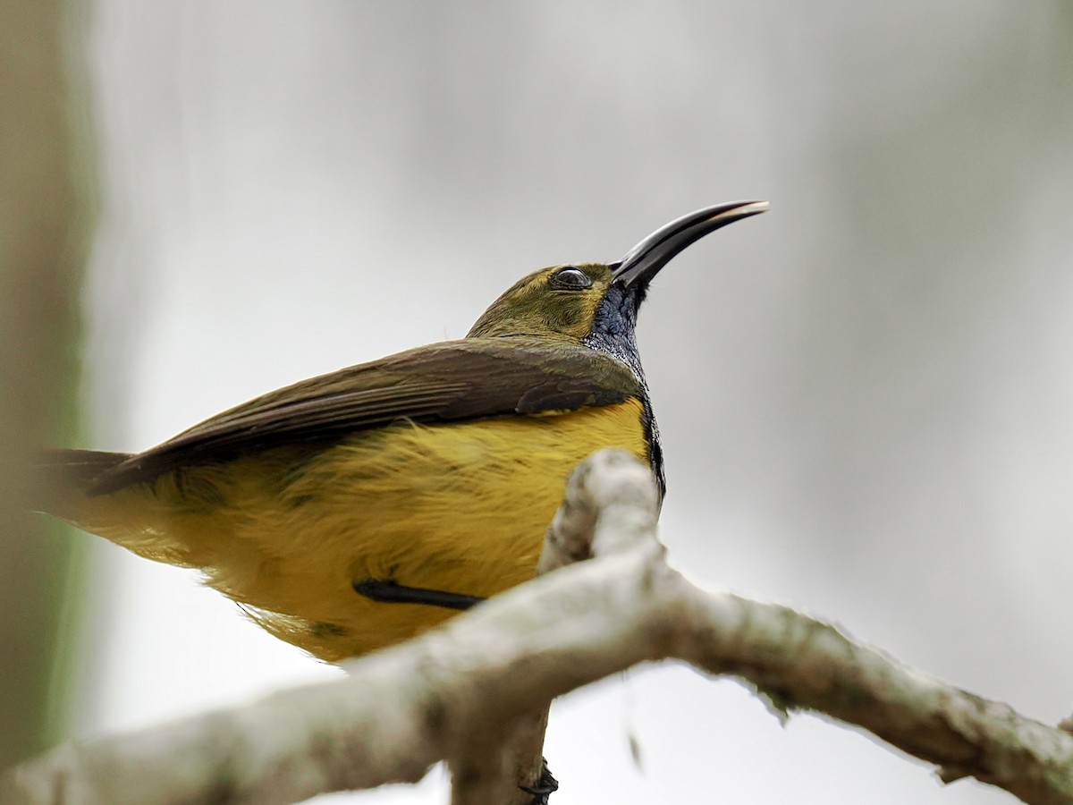 Sahul Sunbird - ML645550076