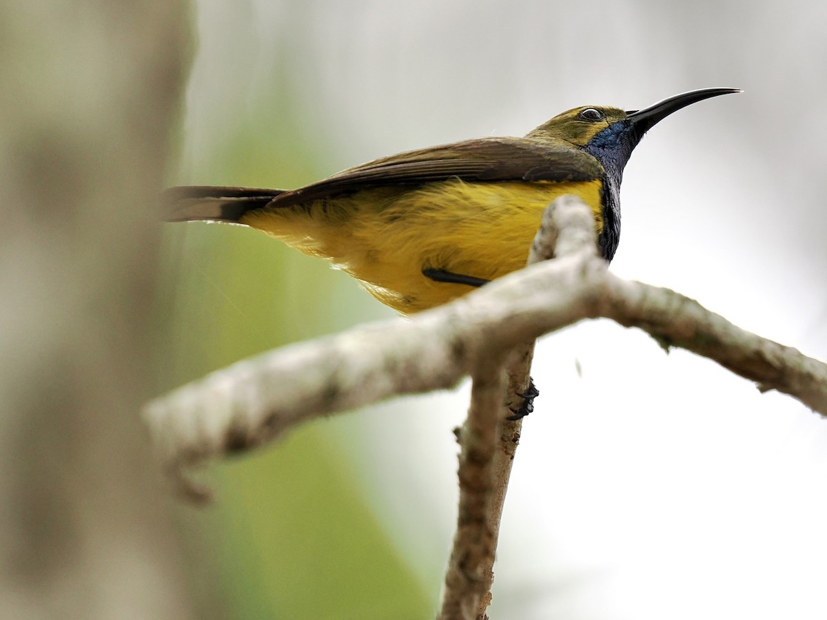 Sahul Sunbird - ML645550077