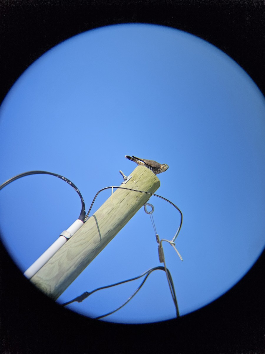 Merlin - ML645550082