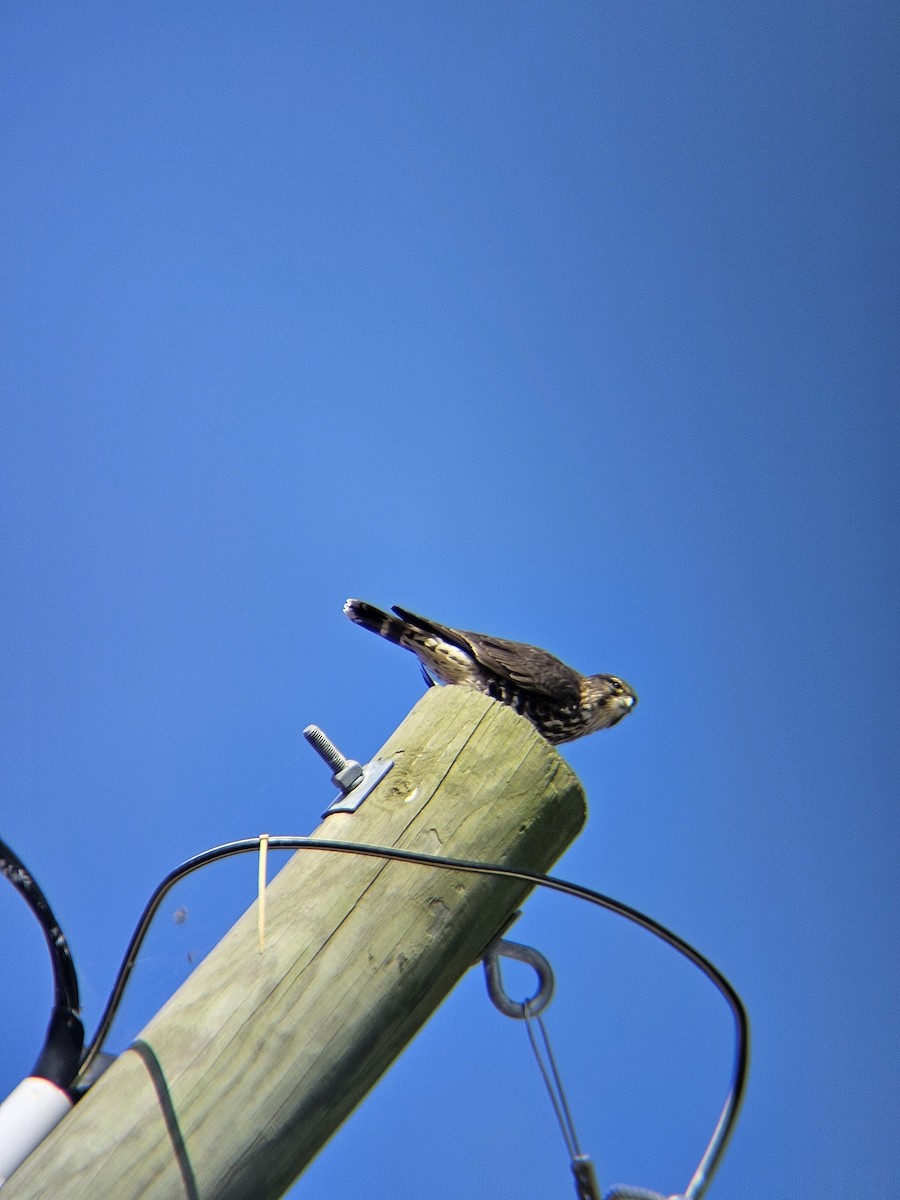 Merlin - ML645550083