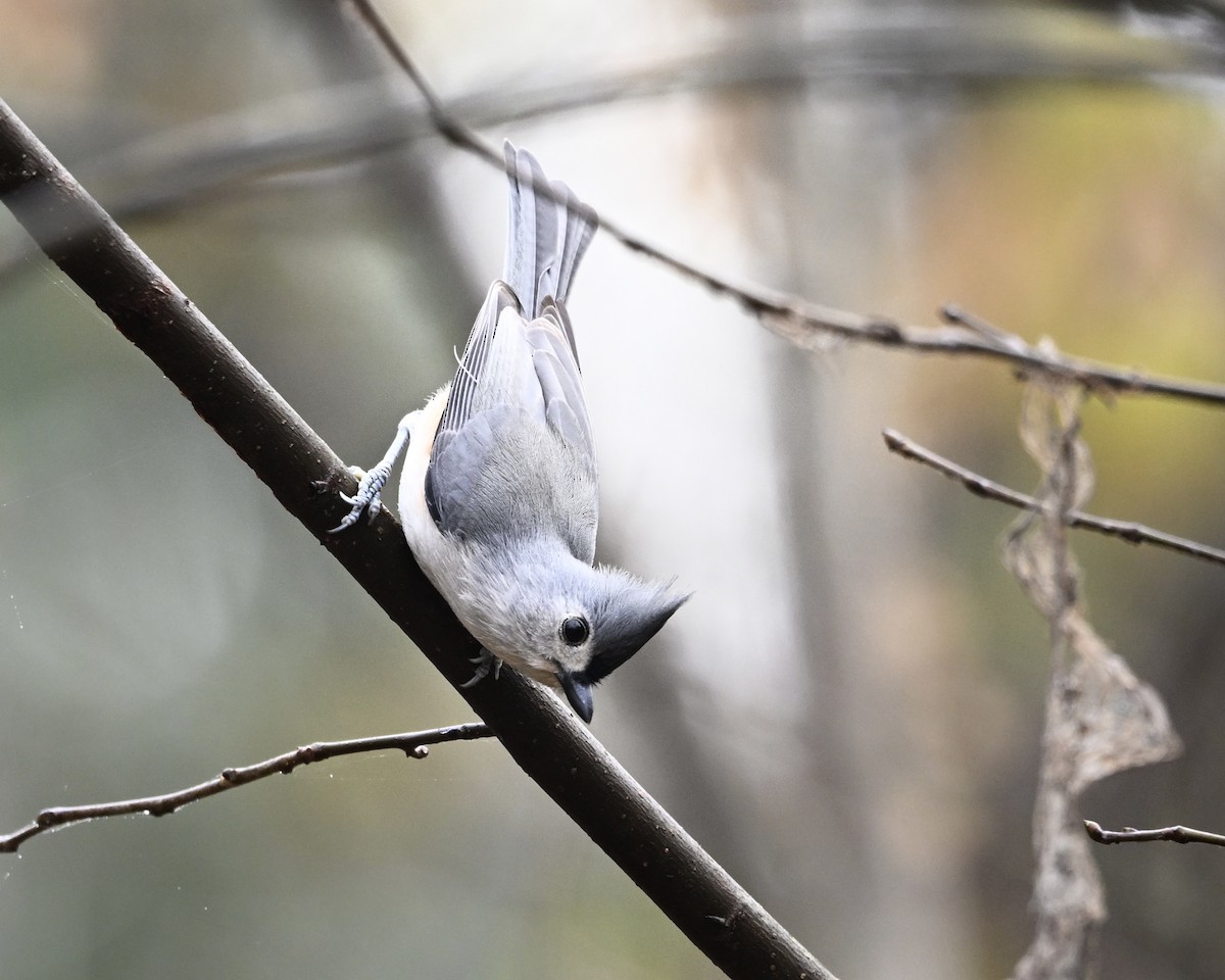 Tufted Titmouse - ML645550093