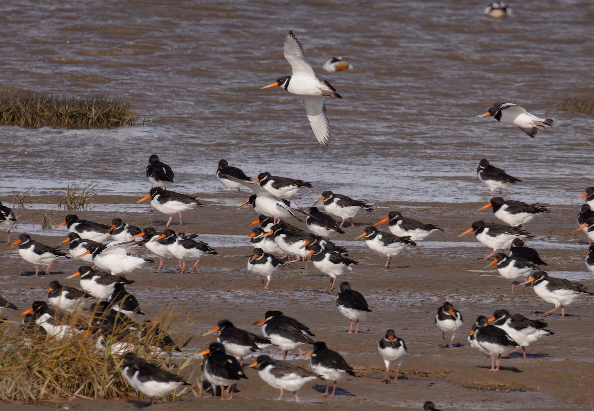 Eurasian Oystercatcher - ML645550094