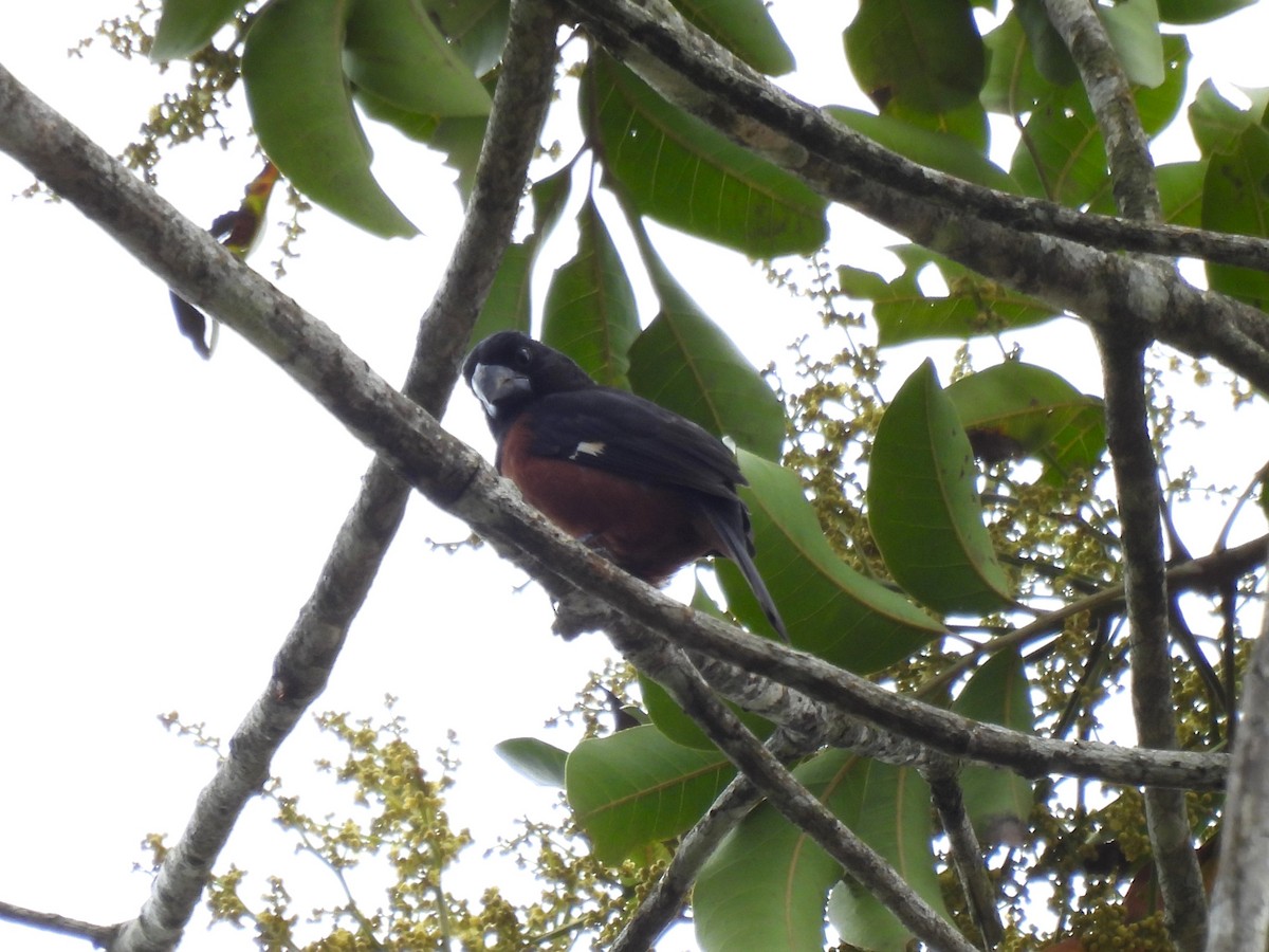 Chestnut-bellied Seed-Finch - ML645550095