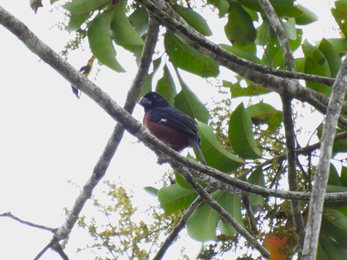 Chestnut-bellied Seed-Finch - ML645550096