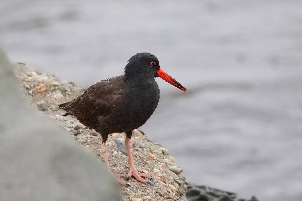 Black Oystercatcher - ML645550117