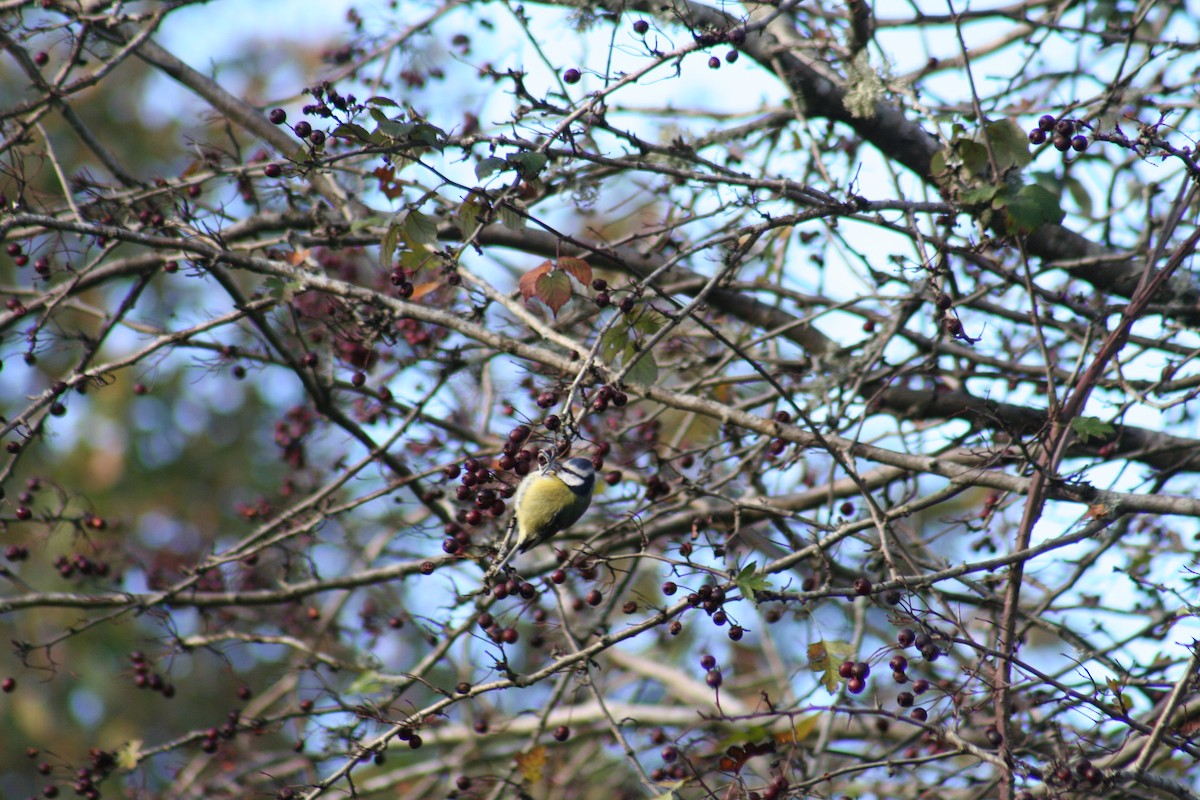 Eurasian Blue Tit - ML645550118