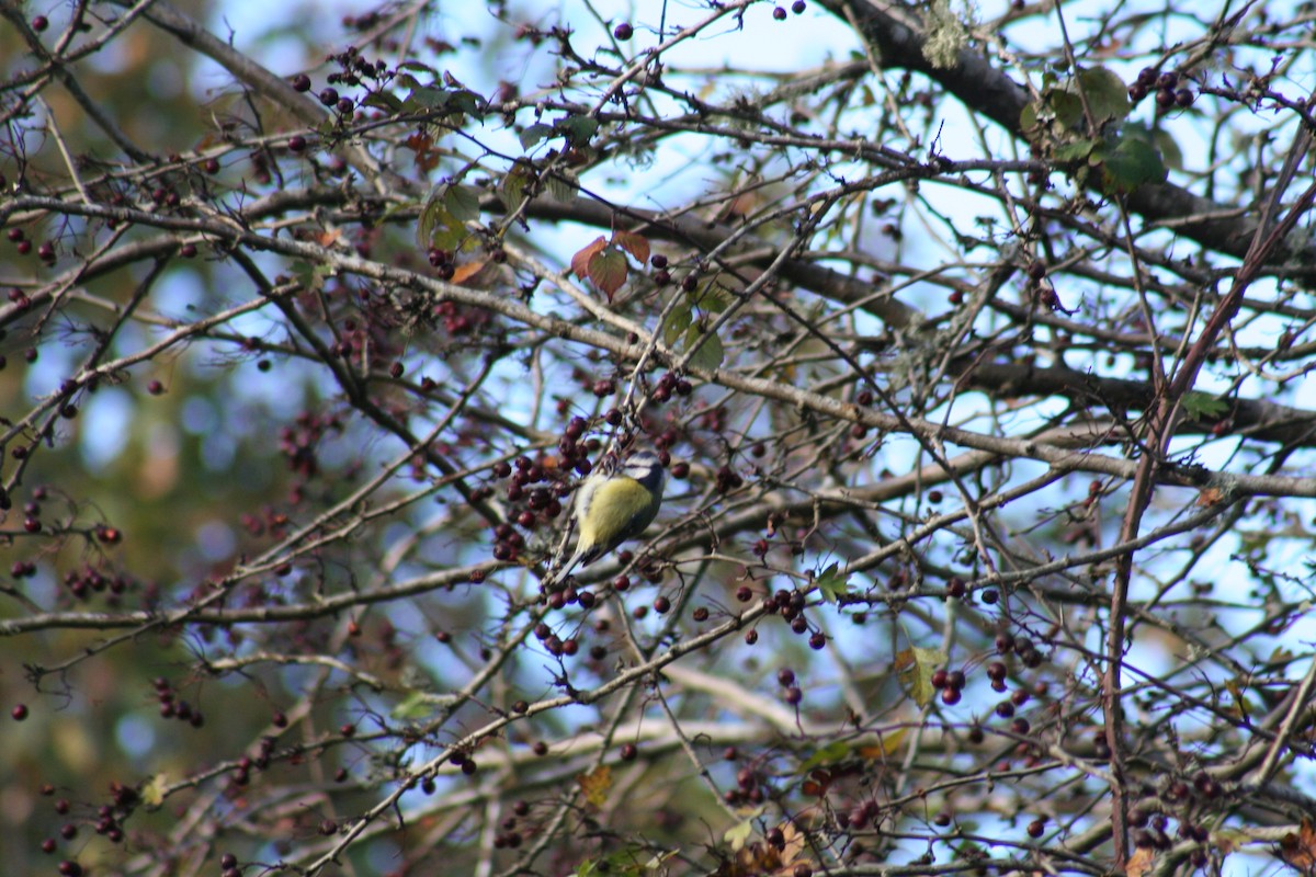 Eurasian Blue Tit - ML645550119