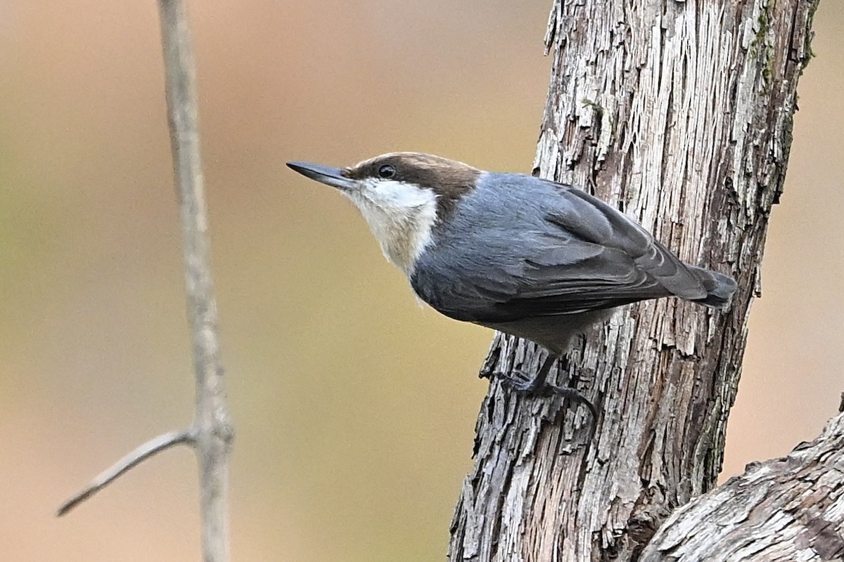 Sittelle à tête brune - ML645550128