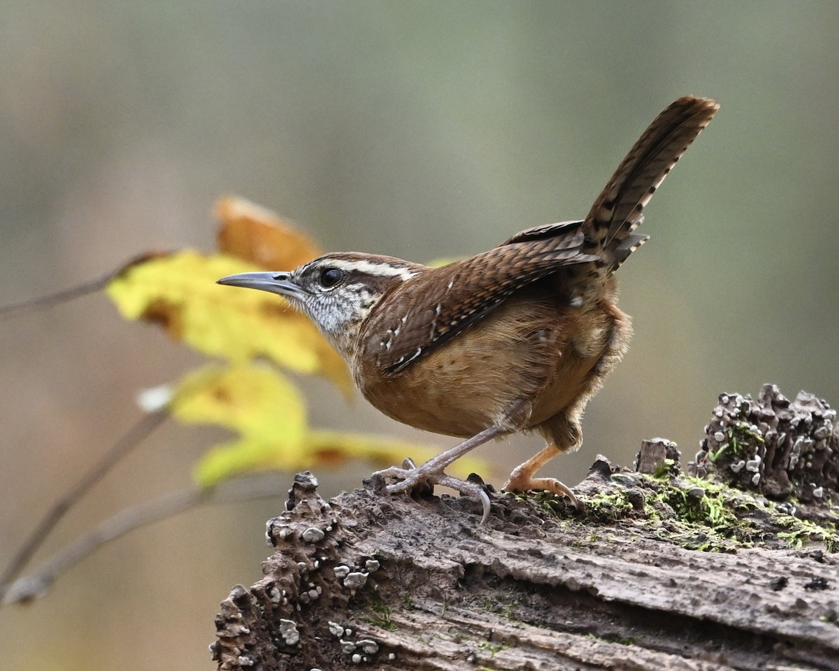 Carolina Wren - ML645550139