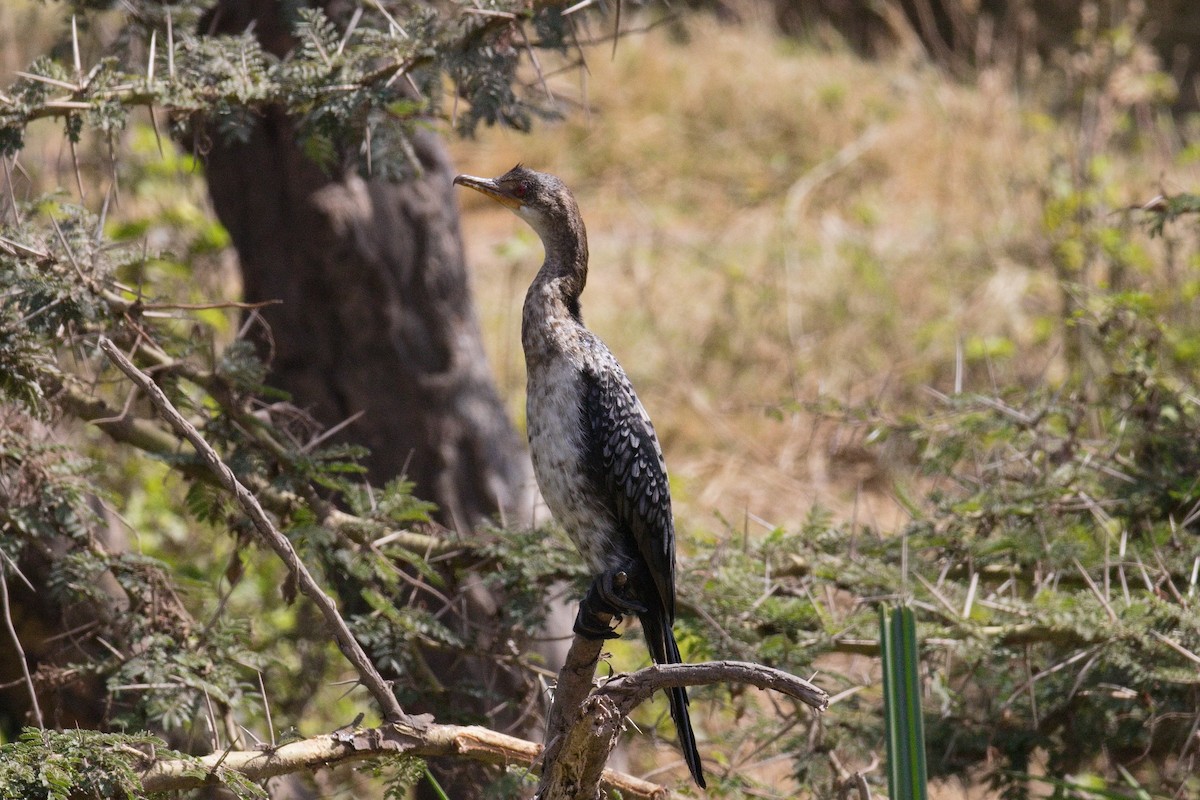 アフリカコビトウ - ML645550140