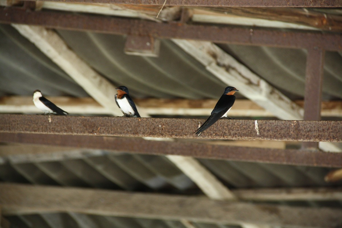 Red-chested Swallow - ML645550147