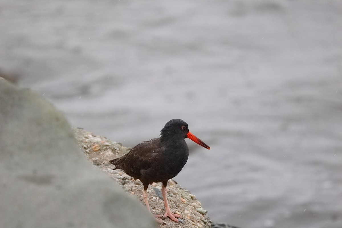 Black Oystercatcher - ML645550162