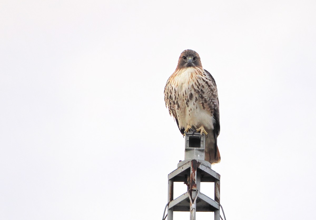 Red-tailed Hawk - ML645550178