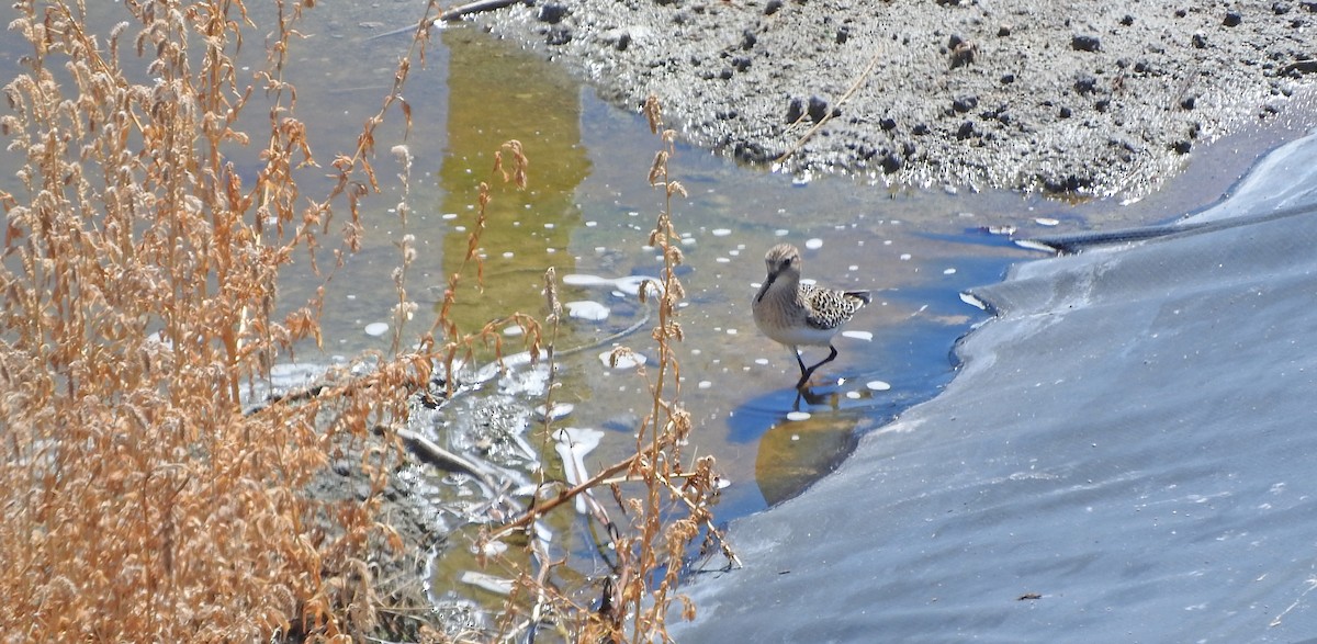 Baird's Sandpiper - ML645550189