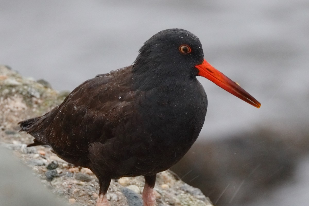 Black Oystercatcher - ML645550190