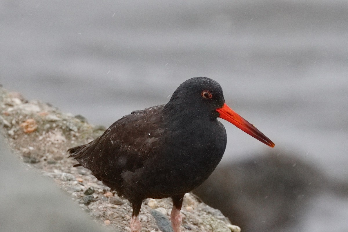 Black Oystercatcher - ML645550191