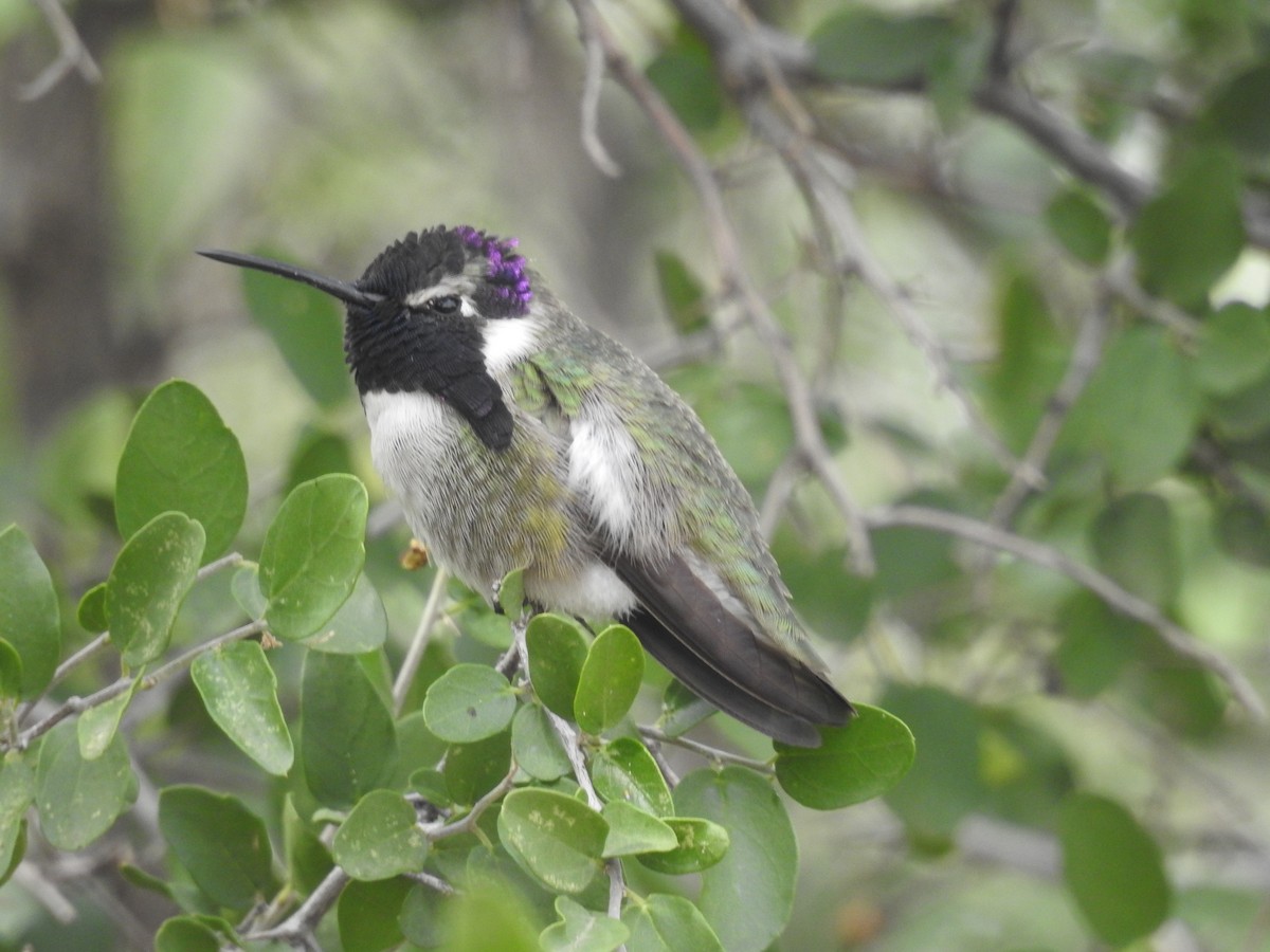 Costa's Hummingbird - ML645550192