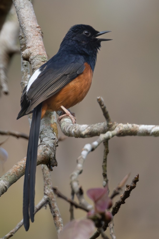 White-rumped Shama (White-rumped) - ML645550197