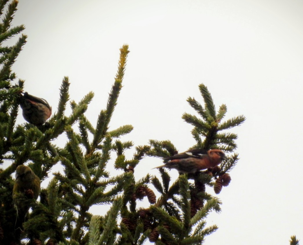 båndkorsnebb - ML645550199