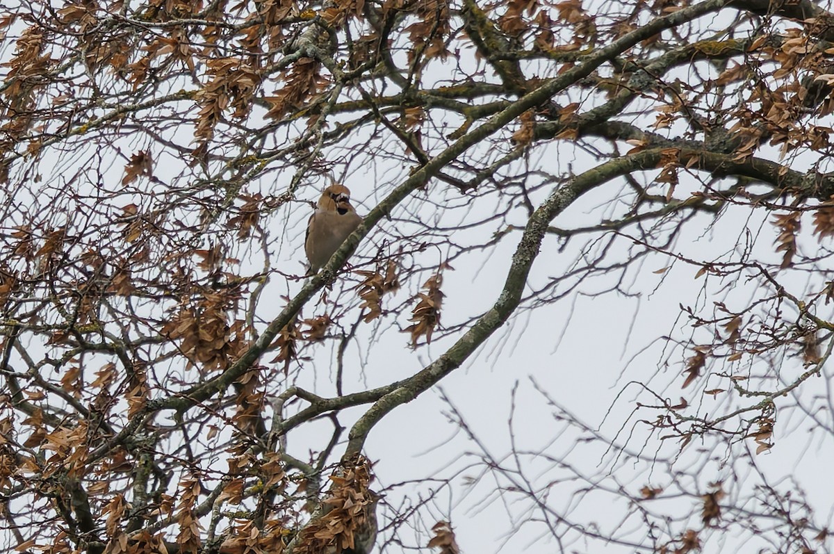 dlask tlustozobý - ML645550207