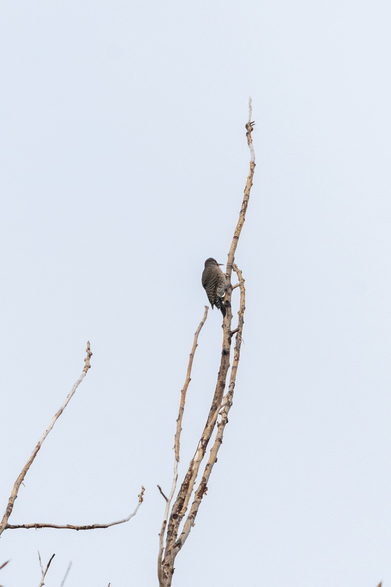 Northern Flicker - ML645550213