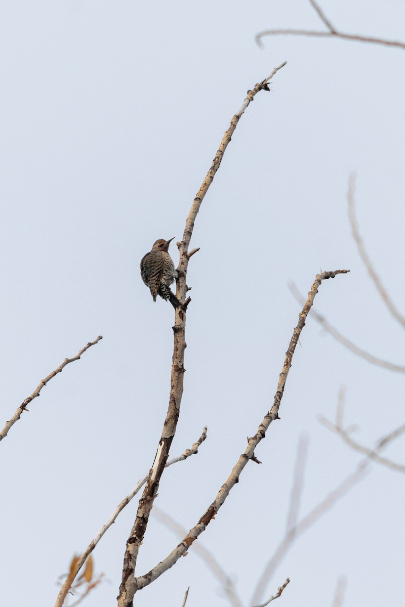 Northern Flicker - ML645550216