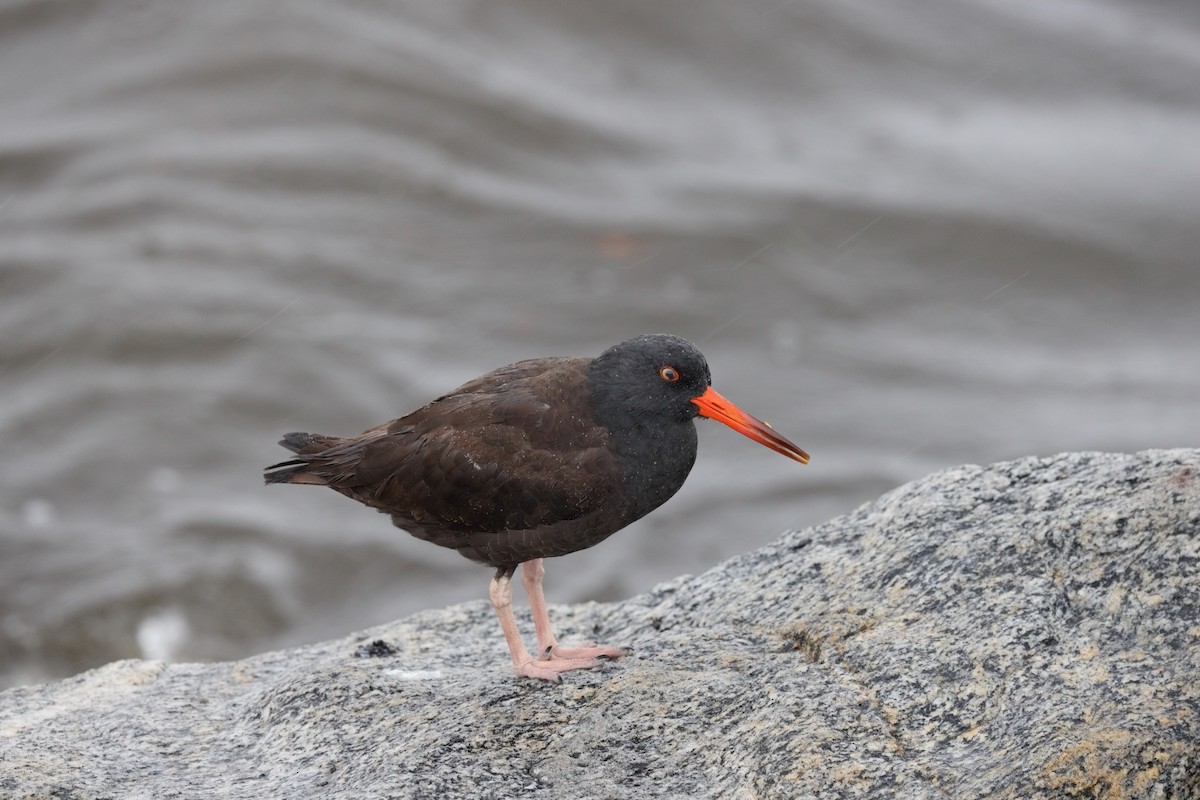 Black Oystercatcher - ML645550231