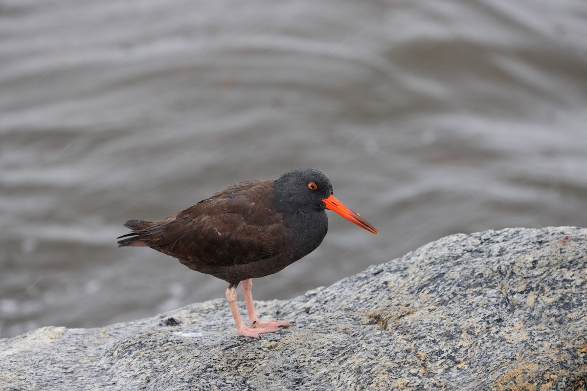 Black Oystercatcher - ML645550232