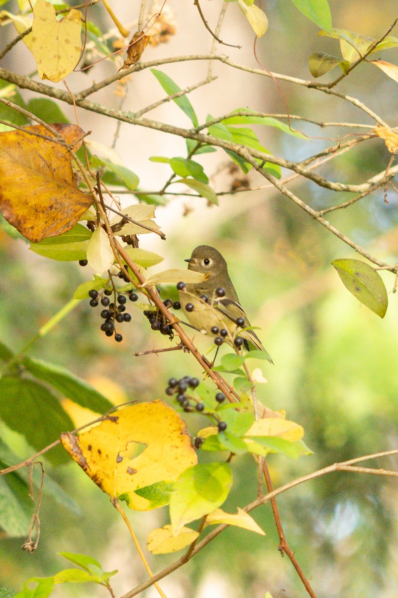 Ruby-crowned Kinglet - ML645550251