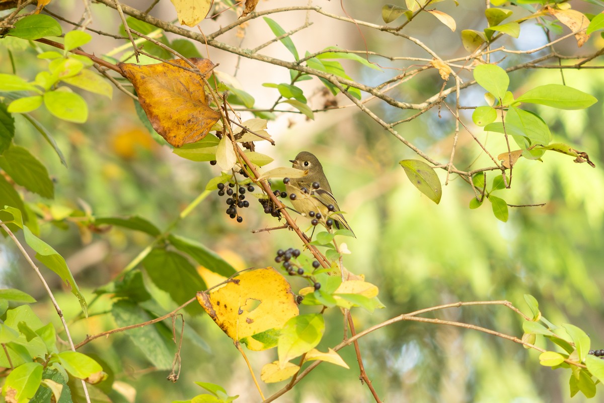 Ruby-crowned Kinglet - ML645550252