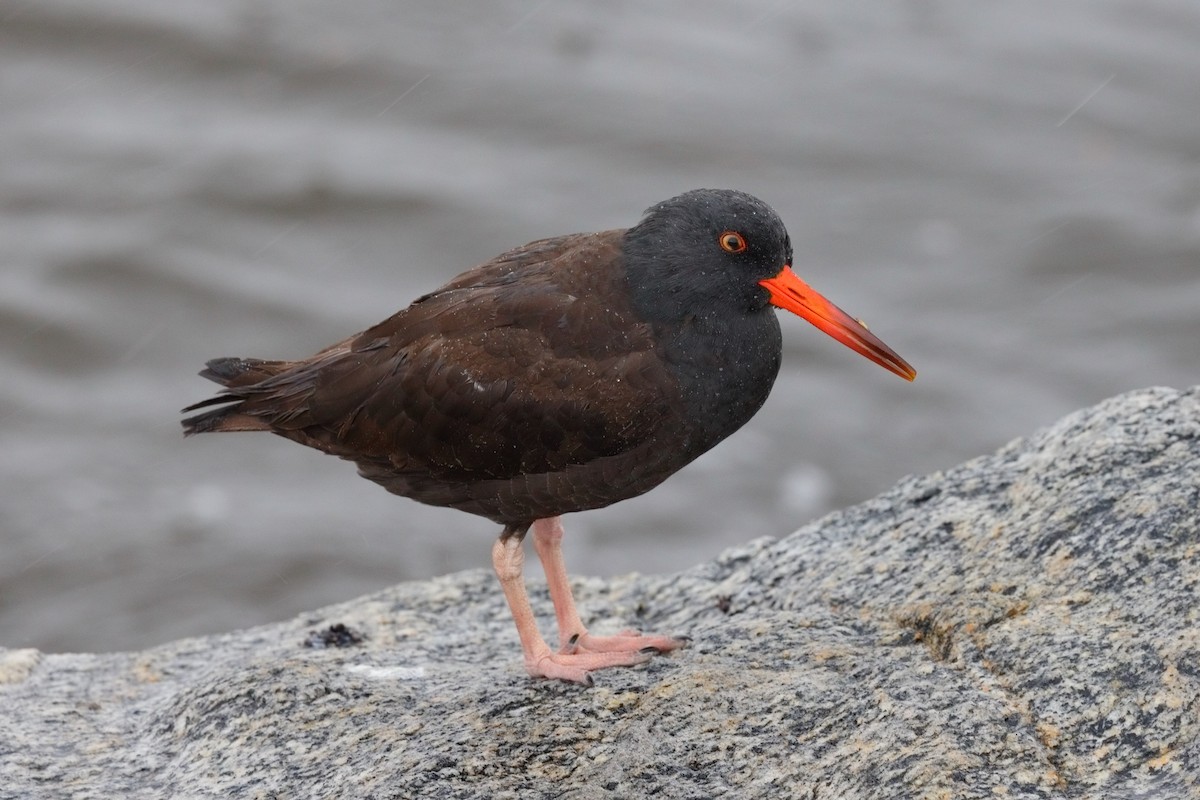 Black Oystercatcher - ML645550255