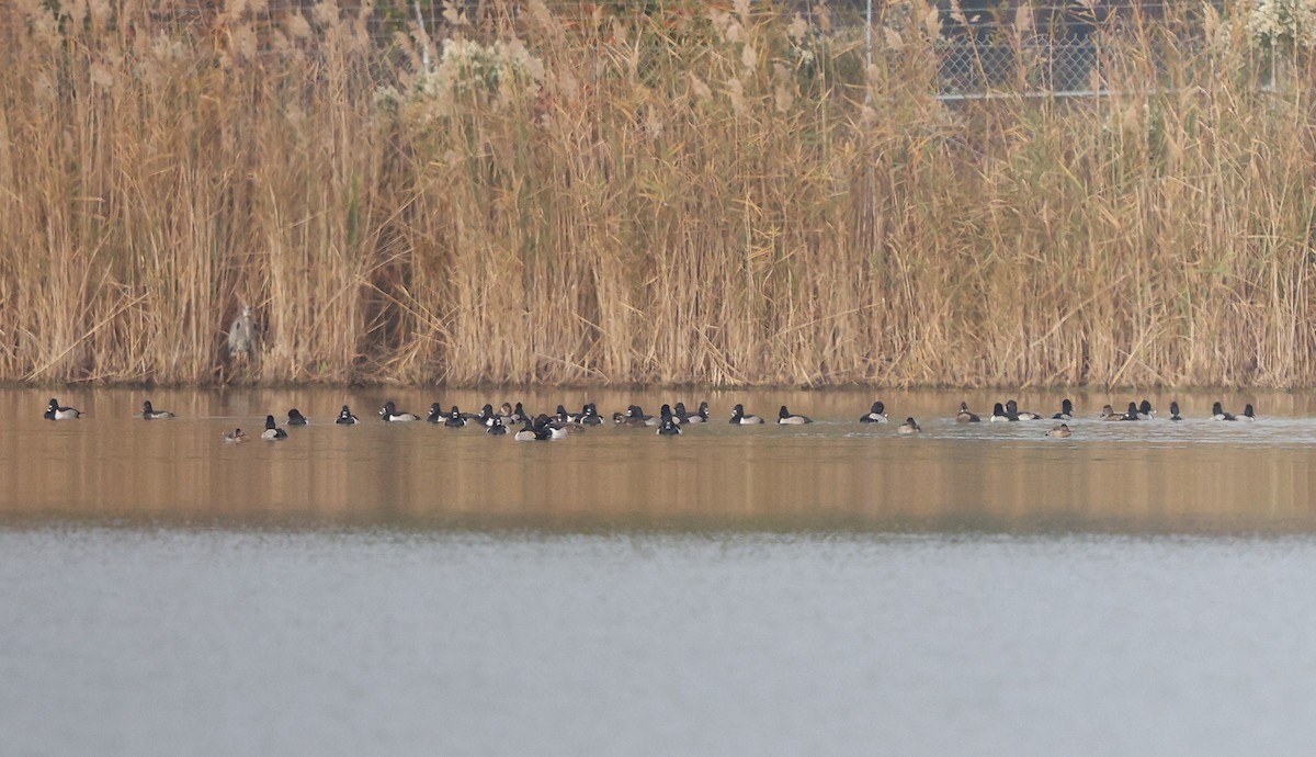 Ring-necked Duck - ML645550261