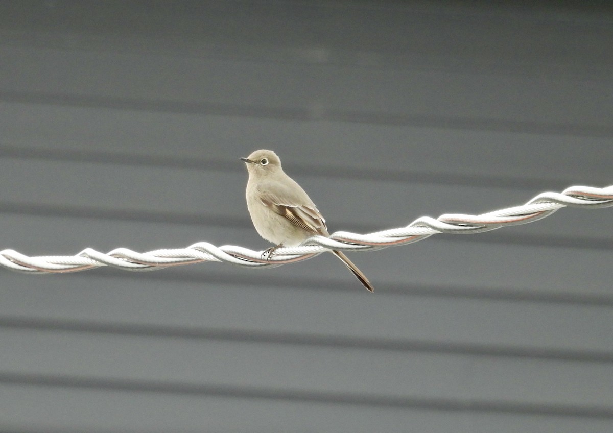 Townsend's Solitaire - ML645550277
