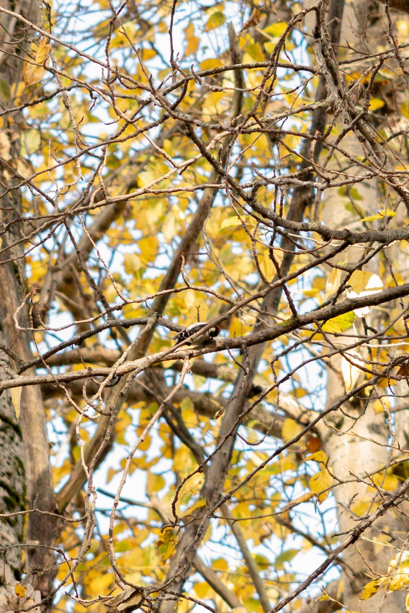 Downy Woodpecker - ML645550278