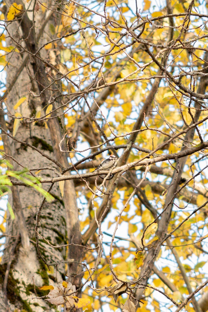 Downy Woodpecker - ML645550279
