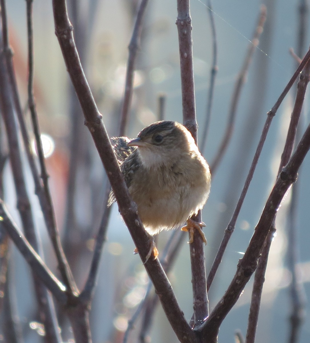 Cucarachero Culibarrado - ML645550294