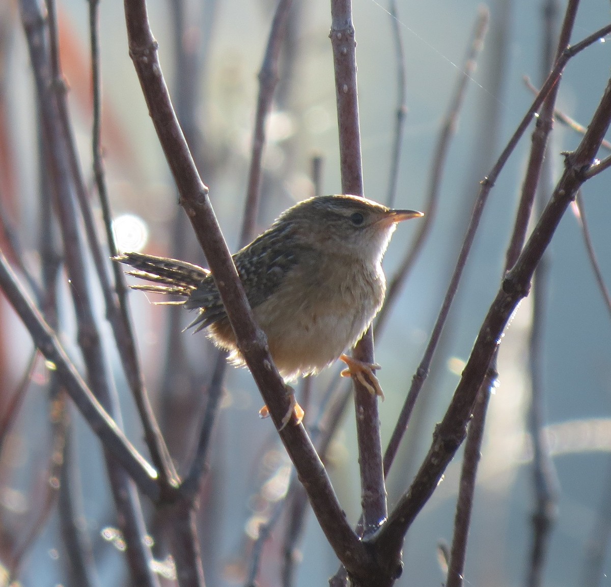 Cucarachero Culibarrado - ML645550295