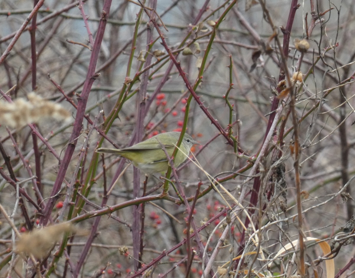 Orange-crowned Warbler - ML645550296