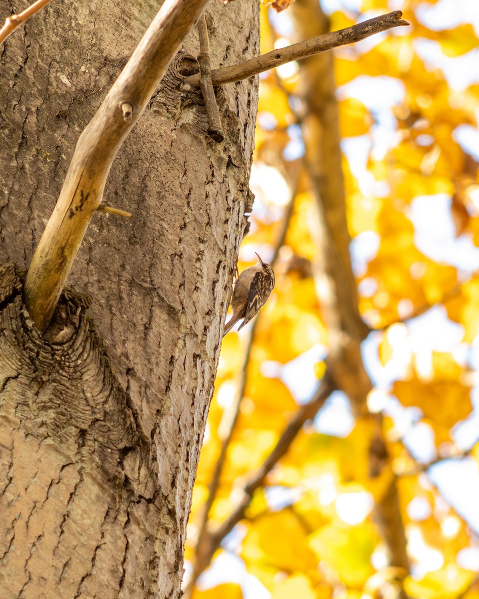 Brown Creeper - ML645550297
