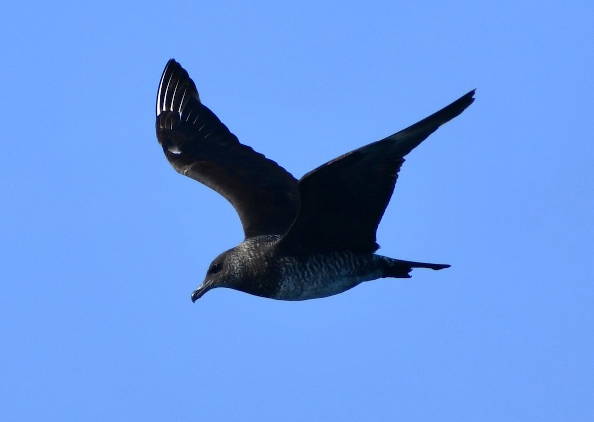 Stercorario mezzano - ML645550299