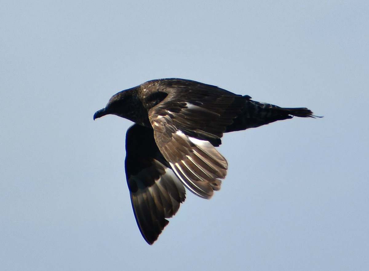 Stercorario mezzano - ML645550300